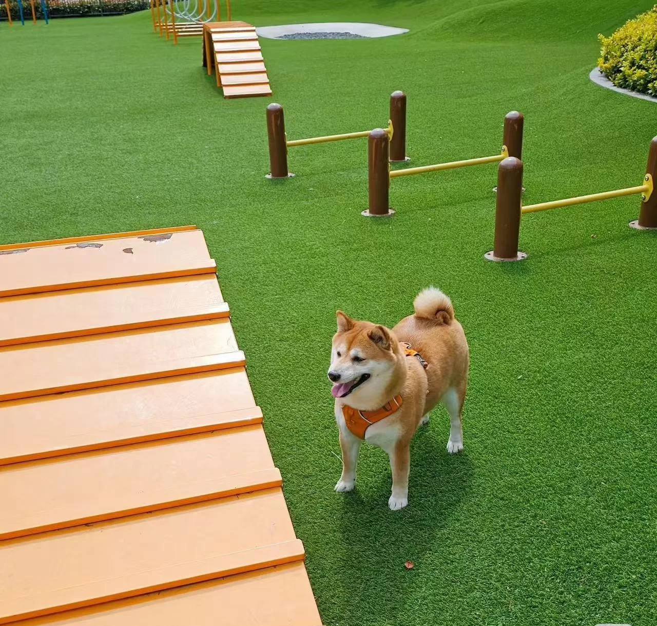 カーペットグラス